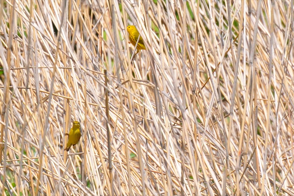 Yellow Warbler